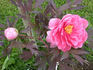 Yachiyo-tsubaki 八千代 椿 peony photo