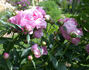 Alexander Fleming peony photo