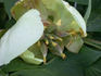 Alice Harding peony photo
