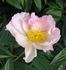 Dawn Pink peony photo