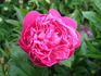 Afterglow peony photo