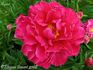 Agida peony photo