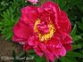 Agida peony photo