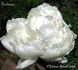 Gardenia peony photo