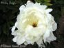 Shirley Temple peony photo