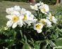 White Wings peony photo