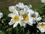 White Wings peony photo