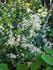 C. recta var. mandshurica clematis photo