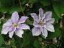 Will Goodwin clematis photo