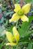 Helios clematis photo