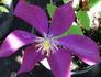 Voluceau clematis photo