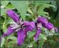 Petit Faucon clematis photo