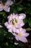 Hakuba clematis photo