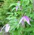 Alpina 'Willy' clematis photo