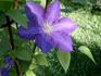 Luther Burbank clematis photo