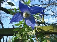 Alpina 'Frances Rivis' clematis photo