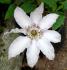 EVIrin clematis photo