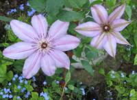 John Warren clematis photo