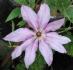 John Warren clematis photo