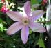 Twilight clematis photo