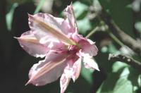 Charissima clematis photo