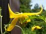 Tangutica clematis photo