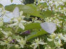 Virginiana clematis photo