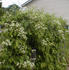 Virginiana clematis photo