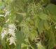 Virginiana clematis photo