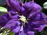 Lady Betty Balfour clematis photo