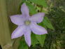 Proteus clematis photo