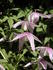 Cyanea clematis photo