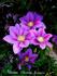 Barbara Jackman clematis photo