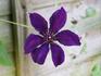 C. 'Gipsy Queen' clematis photo