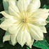 Duchess of Edinburgh clematis photo