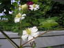 Potaninii clematis photo