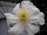 Potaninii clematis photo