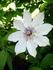 Otto Froebel clematis photo