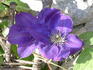 Lady Betty Balfour clematis photo