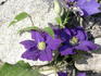 Lady Betty Balfour clematis photo