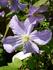Prince Charles clematis photo