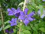 Honora clematis photo