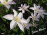 Gillian Blades clematis photo