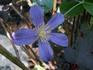 Juuli clematis photo