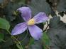 Juuli clematis photo