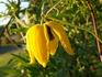 Orange Peel clematis photo