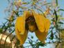 Orange Peel clematis photo