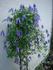 C. alpina 'Columbine' clematis photo