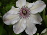 Otto Froebel clematis photo
