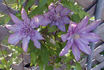 Proteus clematis photo
